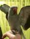 Indian Ringneck Parakeet