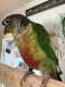 Conure