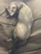 Ferret
