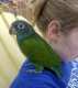 Blue-Headed Pionus