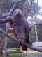 African Grey