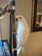 Indian Ringneck Parakeet