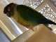 Conure