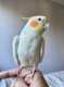 Cockatiel
