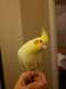 Cockatiel