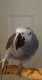 African Grey