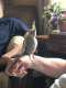 Cockatiel