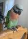Mustached / Moustached Parakeet