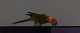 Conure