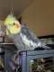 Cockatiel