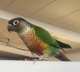 Conure