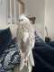 Cockatiel