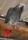 African Grey