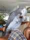African Grey