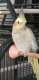 Cockatiel