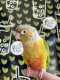Conure