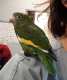 White-Winged / Canary-Winged Parakeet