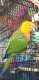 Conure