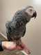 African Grey