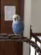 Parakeet