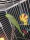 Indian Ringneck Parakeet