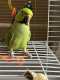 African Ringneck Parakeet