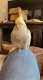Cockatiel