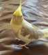 Cockatiel