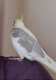 Cockatiel