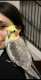 Cockatiel