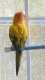Conure