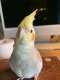 Cockatiel