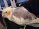 Cockatiel