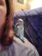 Lovebird