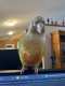 Conure