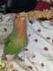 Lovebird