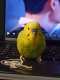 Parakeet