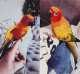 Conure
