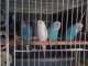 Budgerigar