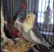 Cockatiel