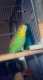 Parakeet