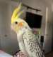 Cockatiel