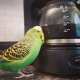 Parakeet