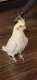 Cockatiel