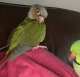 Conure