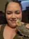 Cockatiel