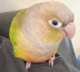 Conure