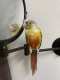 Conure