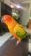 Conure