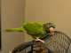 Conure